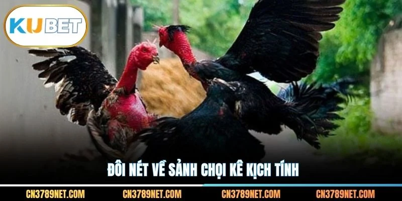 Đôi nét về sảnh chọi kê kịch tính