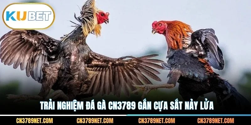 Trải nghiệm đá gà CN3789 gắn cựa sắt nảy lửa